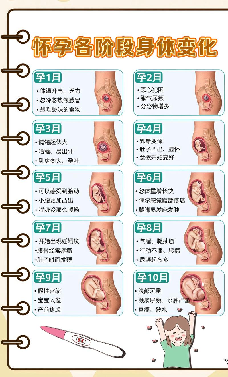 揭秘供卵代孕妈妈怀孕小腹分两节,孕期变化的奥秘塔城代生机构: